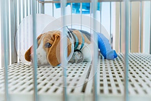 A beagle dog with splint to stabilize the left hind limb sitting in the cage photo