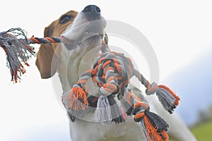 Close-up of a beagle and its owner playing tug of war with a dog toy. Playful dog and its dog toy. Dog in the meadow.