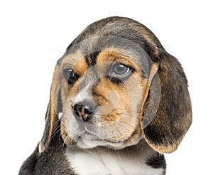 Close-up of a Beagle puppy looking away, isolated