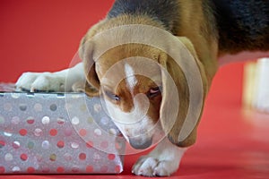 Close-up of a beagle puppy on a red background that is gnawing on a beautifully packaged gift.