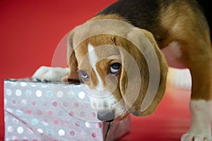 Close-up of a beagle puppy on a red background that is gnawing on a beautifully packaged gift.