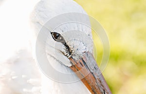 Close up of beak and eyes of a stork