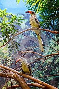 Close-up of beak toucans, family Ramphastidae on the branch