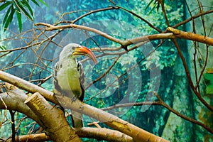 Close-up of beak toucans, family Ramphastidae on the branch