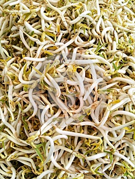 Close up of Bean Sprouts photo