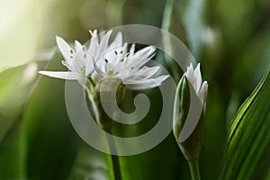 Close up of bear garlic blossom