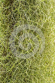 Close-Up of Beard lichen, Alectoria sarmentosa