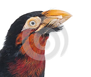 Close-up of a Bearded Barbet