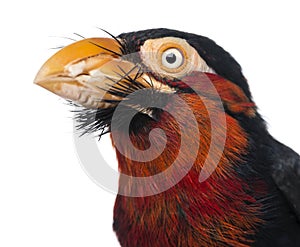 Close-up of a Bearded Barbet - Lybius dubius photo