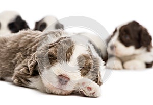 Close up of a Bearded Collie puppy, 6 weeks old