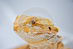 Close up bearded dragon