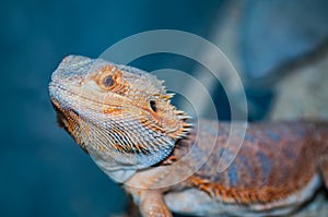 Close Up of Bearded Dragon