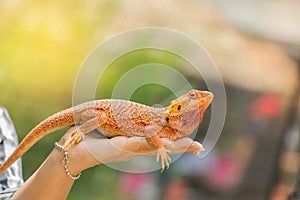 Close up bearded dragon australian lizard on hand