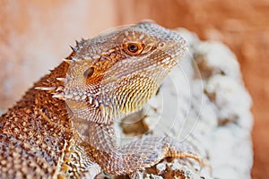 Close up of a bearded dragon (Bartagame) looking into camera