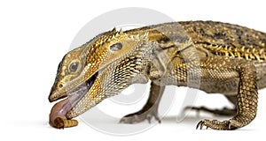 Close-up of bearded dragon eating larva, photo