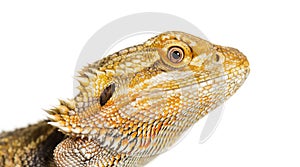 Close up of Bearded Dragon, Pogona vitticeps