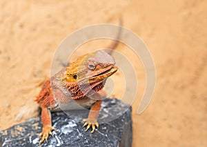 Close up bearded dragon Pogona Vitticeps australian lizard