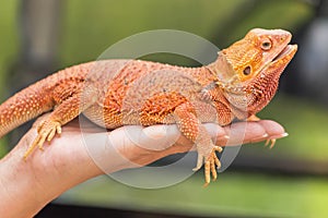 Close up bearded dragon Pogona Vitticeps australian lizard