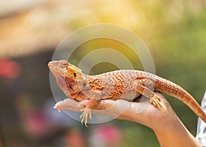 Close up bearded dragon Pogona Vitticeps australian lizard on hand photo