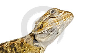 Close-up of a Bearded Dragon`s profile, Pogona vitticeps photo