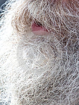 close up of a bearded man with long gray beard and mustache