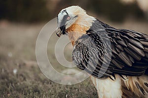Close up bearded vulture portrait of rare mountain bird
