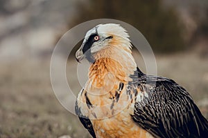 Close up bearded vulture portrait of rare mountain bird