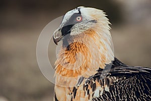 Close up bearded vulture portrait of rare mountain bird