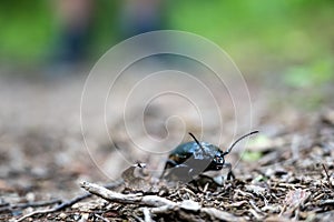Close Up of Beatle On Trail