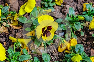 Close up beautfiul yellow Pansy flowers photo