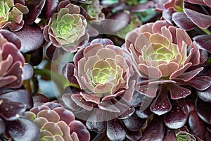 Close up of beautiful Aeonium arboreum var. atropurpureum. .Note: Shallow depth of field