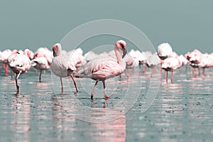 Close up of beautiful African flamingos that are standing in still water with reflection