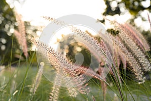 Close-up Beautiful African fountain flower blooming grass field with sunset light on background. Poaceae Grass Flowers, select