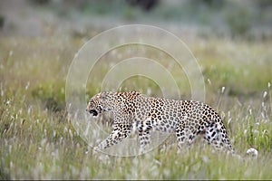 Close up beautiful African Leopard, Panthera pardus walking in early morning Kalahari. Leopardess in typical Kgalagadi environment