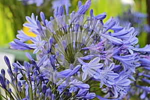 Close-up of beautiful Agapanthus flowers