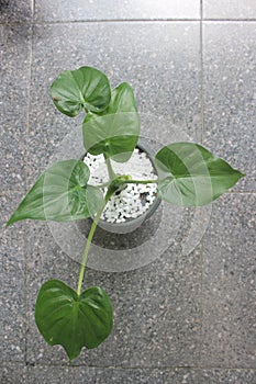 Close-up of a beautiful alocasia cucullata plant in a pot.