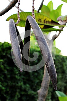 Close up beautiful Amazing Plumeria spp.frangipani black color of fruit on green leaf background