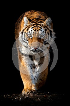 Close up face tiger isolated on black background