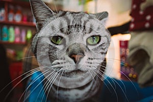 Close-up of a beautiful and angry black and white colors cat in a pet shop looking at camera