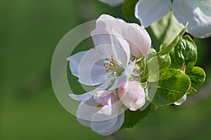 Close-up of beautiful apple blossom flower. Springtime blooming plants. Selective focus and blurred background.