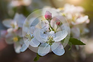 Close-up of beautiful apple blossom flower. Springtime blooming plants. Selective focus and blurred background.