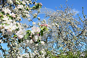 A close-up on beautiful apple tree spring blossom, bloom with white flowers and a large blooming fruit tree and blue sky in the