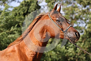 Close-up beautiful arabian horse head on natural background