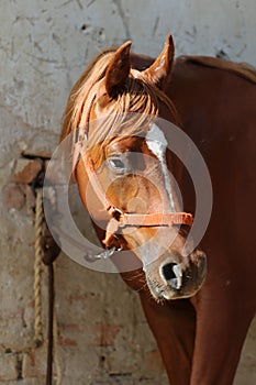 Close-up beautiful arabian horse head on white background