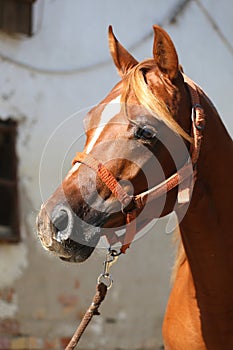 Close-up beautiful arabian horse head on white background