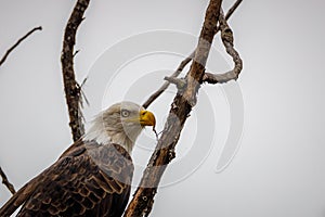 Close-up of a beautiful Bald Eagle looking for prey