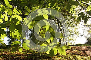 Close up of beautiful beech leaves in sunlight highlighted in forest