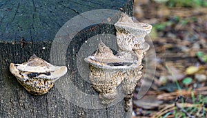 Close-up of beautiful beige porous tree fungus Daedalea quercina, commonly known as the oak mazegill or maze-gill fungus