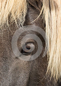 Close up beautiful big bright dark eye of icelandic horse with with eyelashes and blond mane.