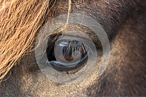 Close up beautiful big bright dark eye of icelandic horse with with eyelashes and an orange fringe.